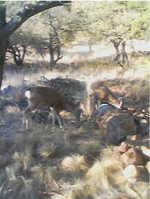 001-7232832
