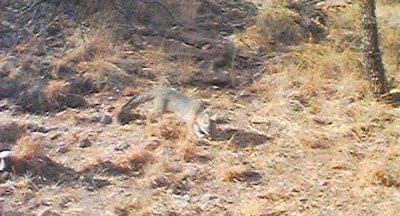 fox01-5321926