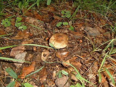 Fungi & Such…