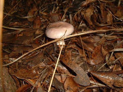 dscf0009-7416384