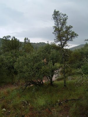 dscf0020-3817100