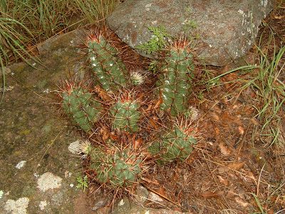 cactus1-1097385