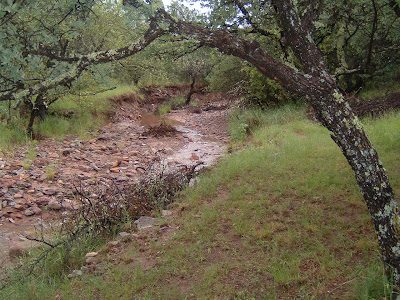 creek1-5880259