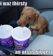 cute-puppy-pictures-but-yours-is-bigger-1829002