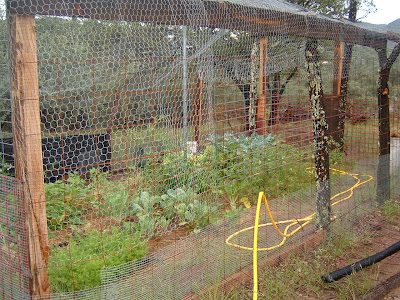 garden1-3216555