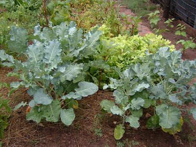 garden2-8800572