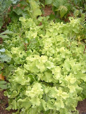 garden3-6845458