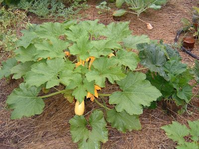 garden4-6060641