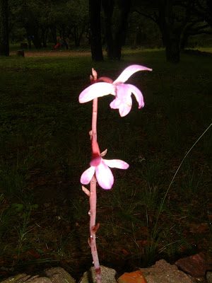 orchid1-5736351
