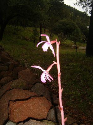 orchid2-9916102