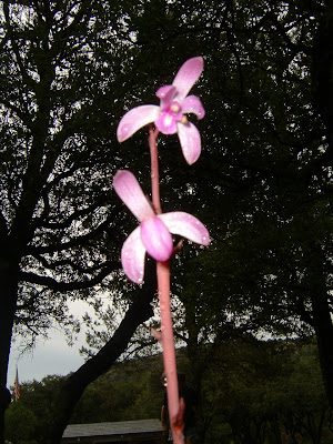 orchid3-3923201