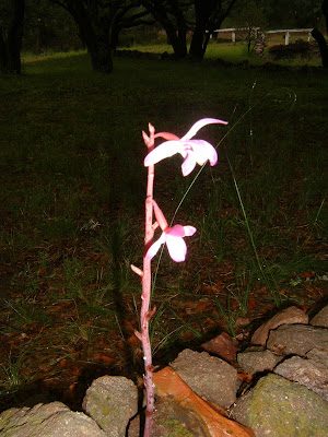orchid4-4300604