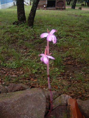 orchid5-1712726