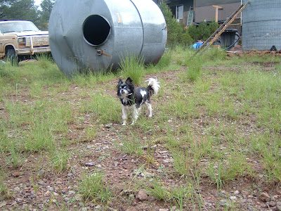 pekoe2-2812003