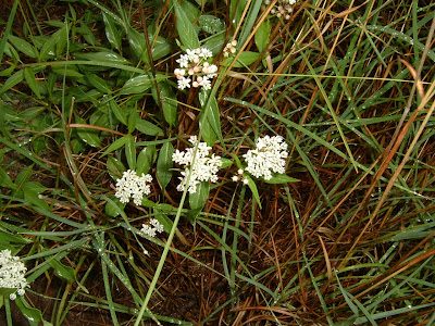 wildflowers1-5697173