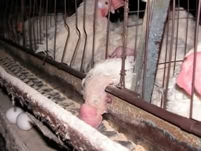 free-range3-8181992