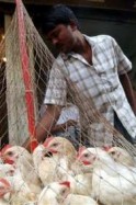 chicken-bangla chicken-bangla