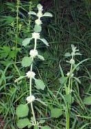 horehound