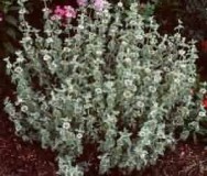 horehound