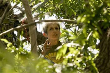 baez in a walnut tree