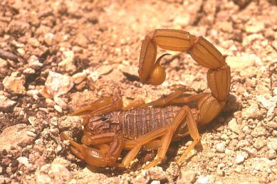 scorpion2