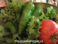 garden-veggies