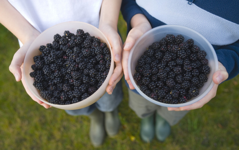 Foraging