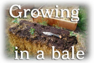 Straw bale gardening
