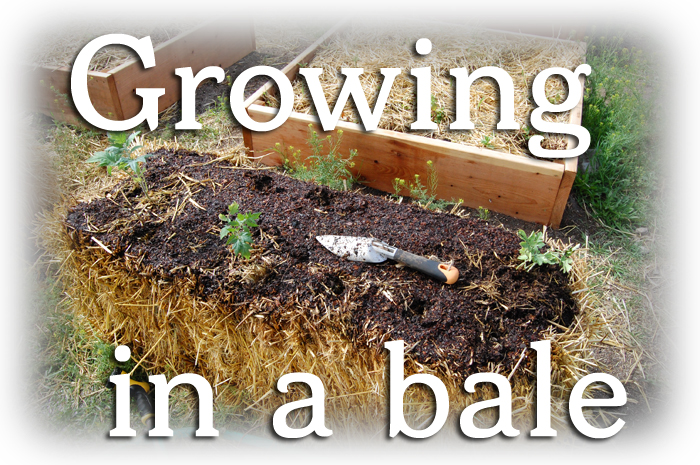 Straw bale gardening
