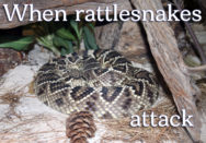 rattlesnake