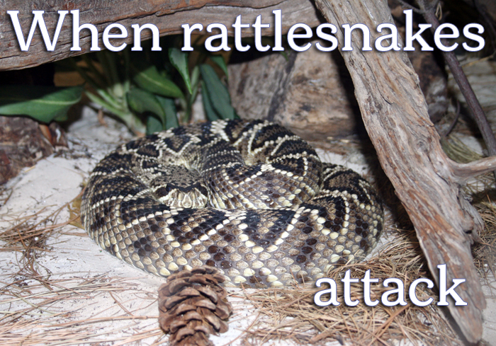 rattlesnake