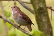 A nightingale - star of the final chapter