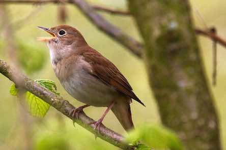 A nightingale - star of the final chapter