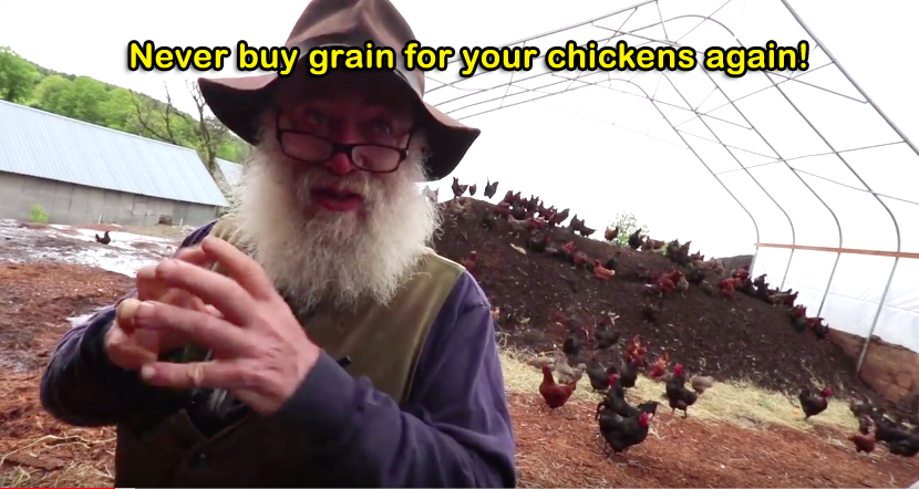 Never buy grain for your chickens again!