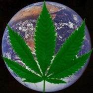 hemp encompasses the globe