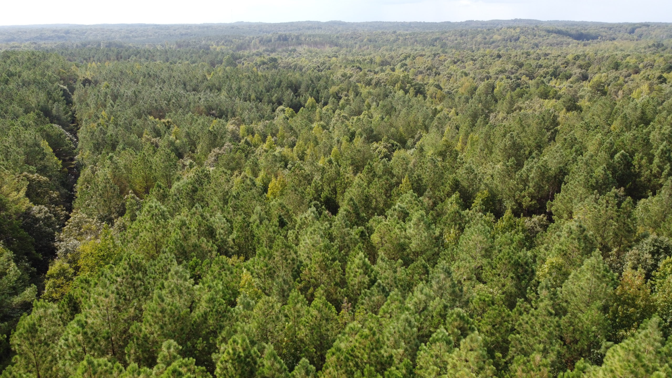 10 Acres in McNairy County TN