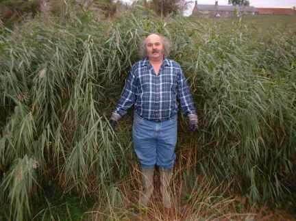 Reed Bed water filters